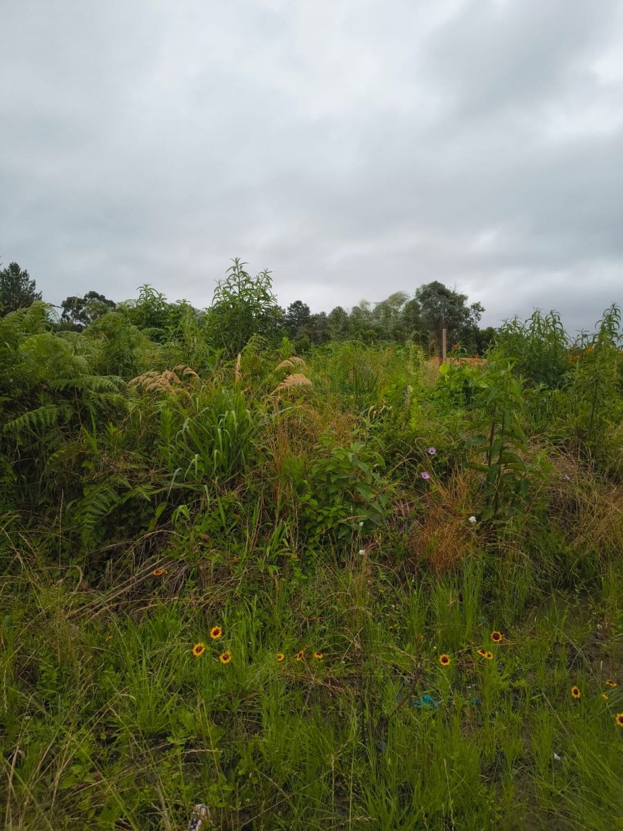 Lote - Venda - Lucena - Itai�polis - SC