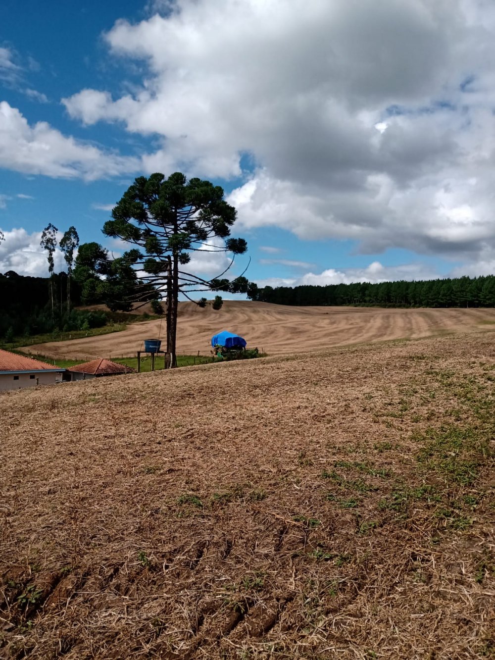 Terreno - Venda - So Roque - Itaipolis - SC