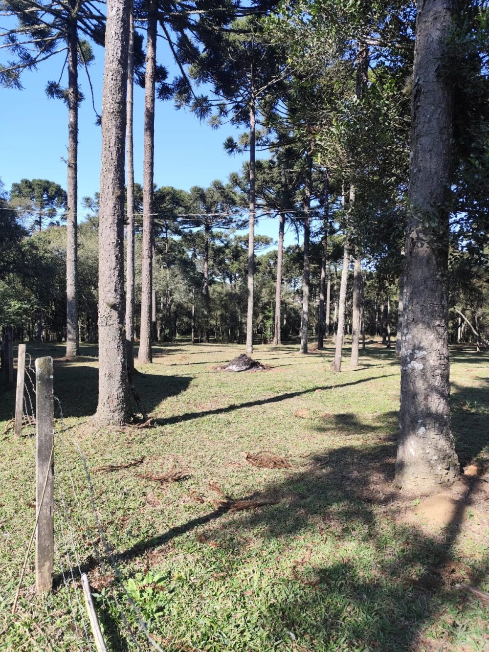 Chcara - Venda - Campo da Lana - Mafra - SC